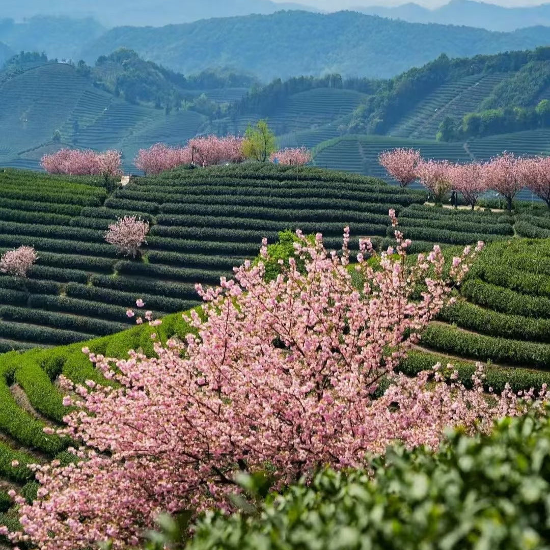 Xin Yang Mao Jian — Loose Leaf Chinese Green Tea