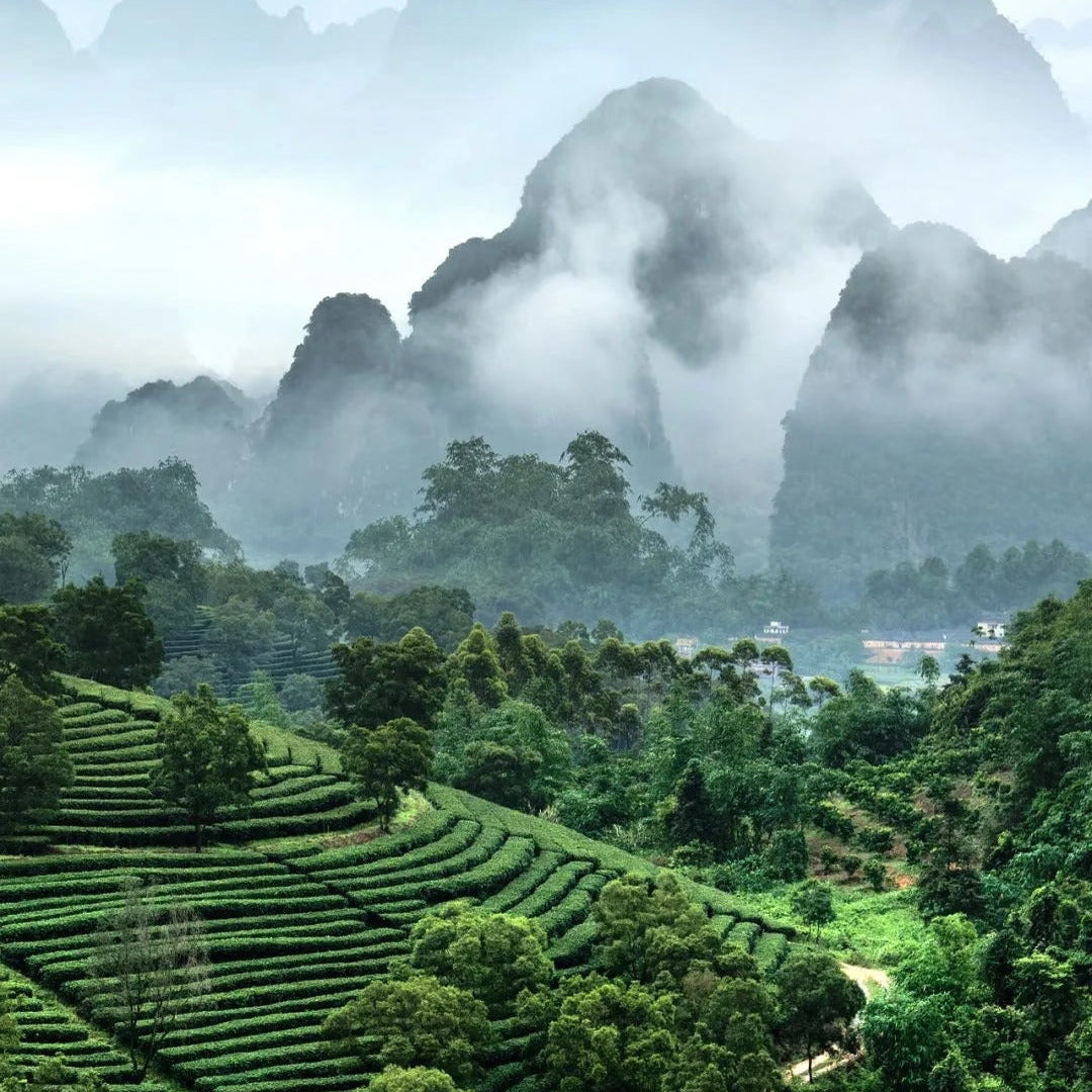 Xin Yang Mao Jian — Loose Leaf Chinese Green Tea