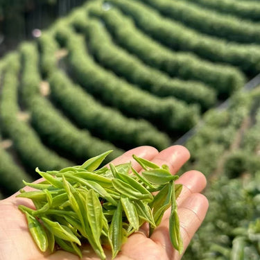 Anji White Tea (An Ji Bai Cha) — A Loose Leaf Chinese Green Tea