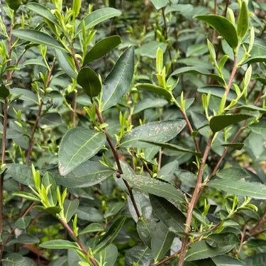 Bi Luo Chun - Premium Loose Leaf Chinese Green Tea