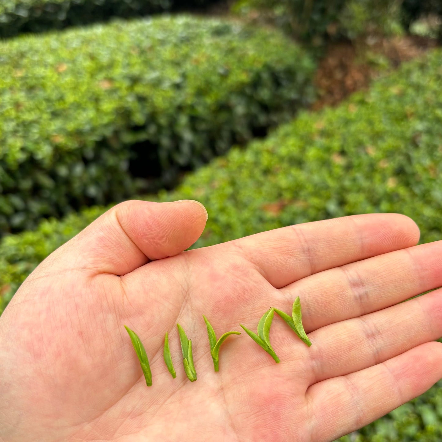 Enshi Yulu (Jade Dew)- Steam Processed Loose Leaf Chinese Green Tea