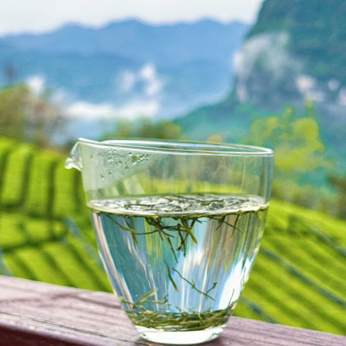 Enshi Yulu (Jade Dew)- Steam Processed Loose Leaf Chinese Green Tea