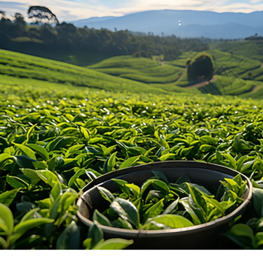 Huoshan Huangya