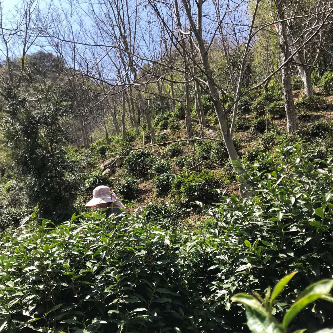 Tian Mu Qing Ding - Organic -Authentic Loose Leaf Green Tea