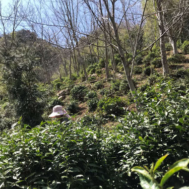 Tian Mu Qing Ding - Organic -Authentic Loose Leaf Green Tea