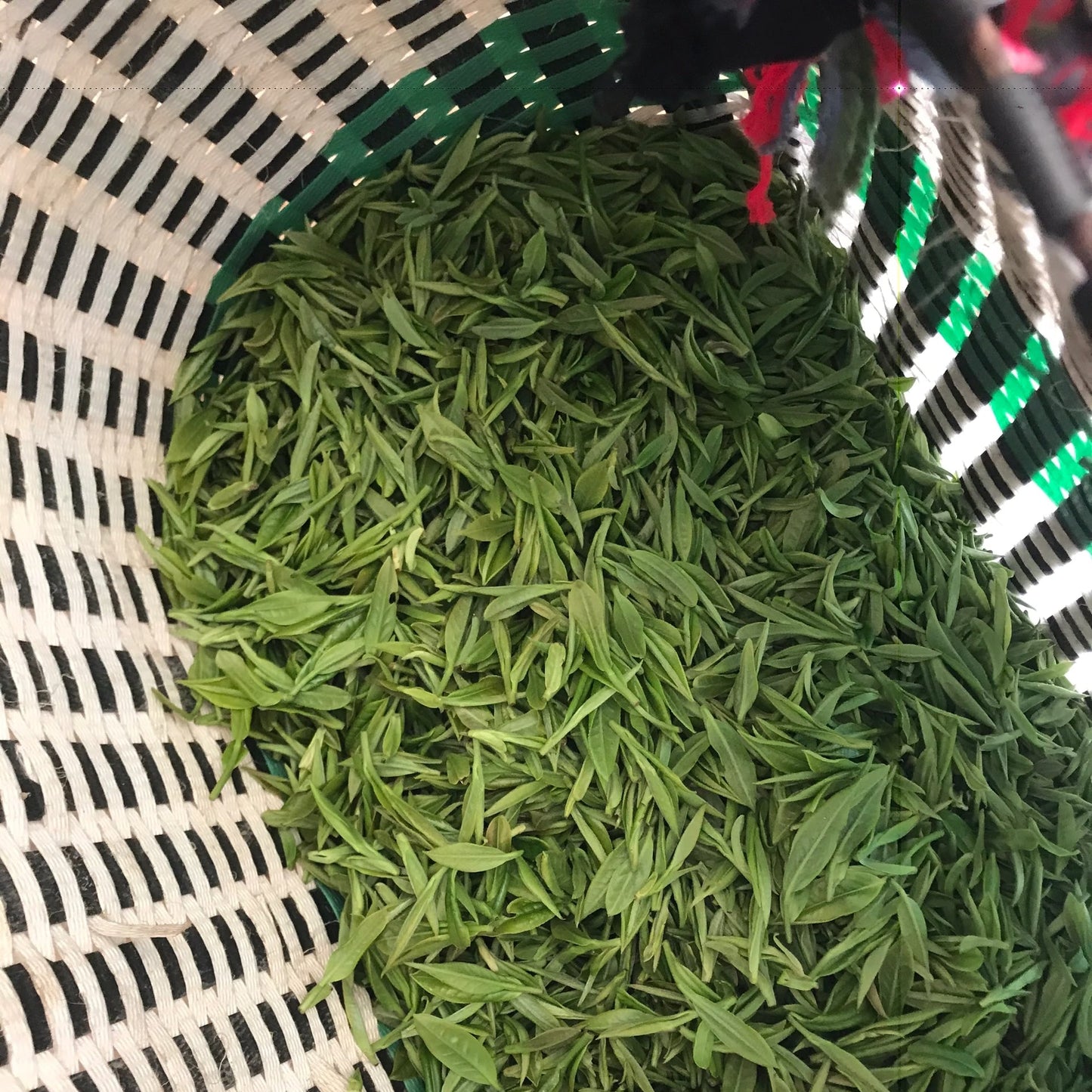 Tian Mu Qing Ding - Organic -Authentic Loose Leaf Green Tea