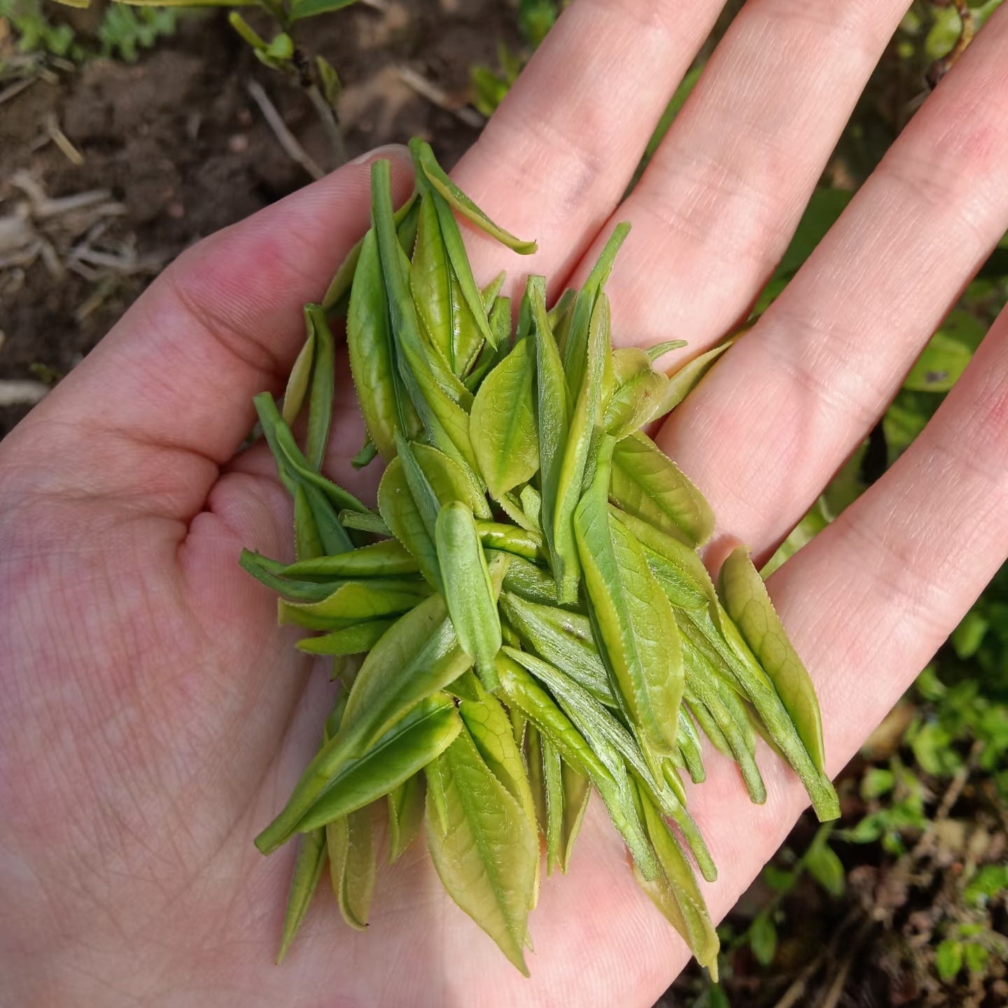 Tian Mu Qing Ding - Organic -Authentic Loose Leaf Green Tea