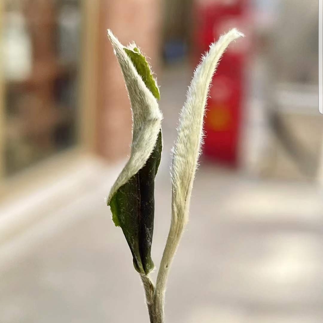 White tea Silver Needle