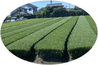 Japanese green tea garden