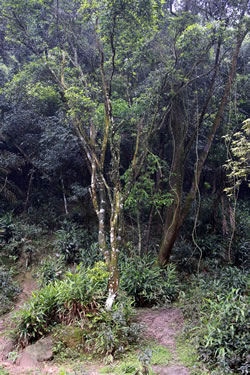 wild Pu-erh tea tree